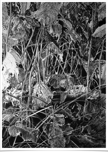 Hedgerow
pencil on paper
31 x 43 cm